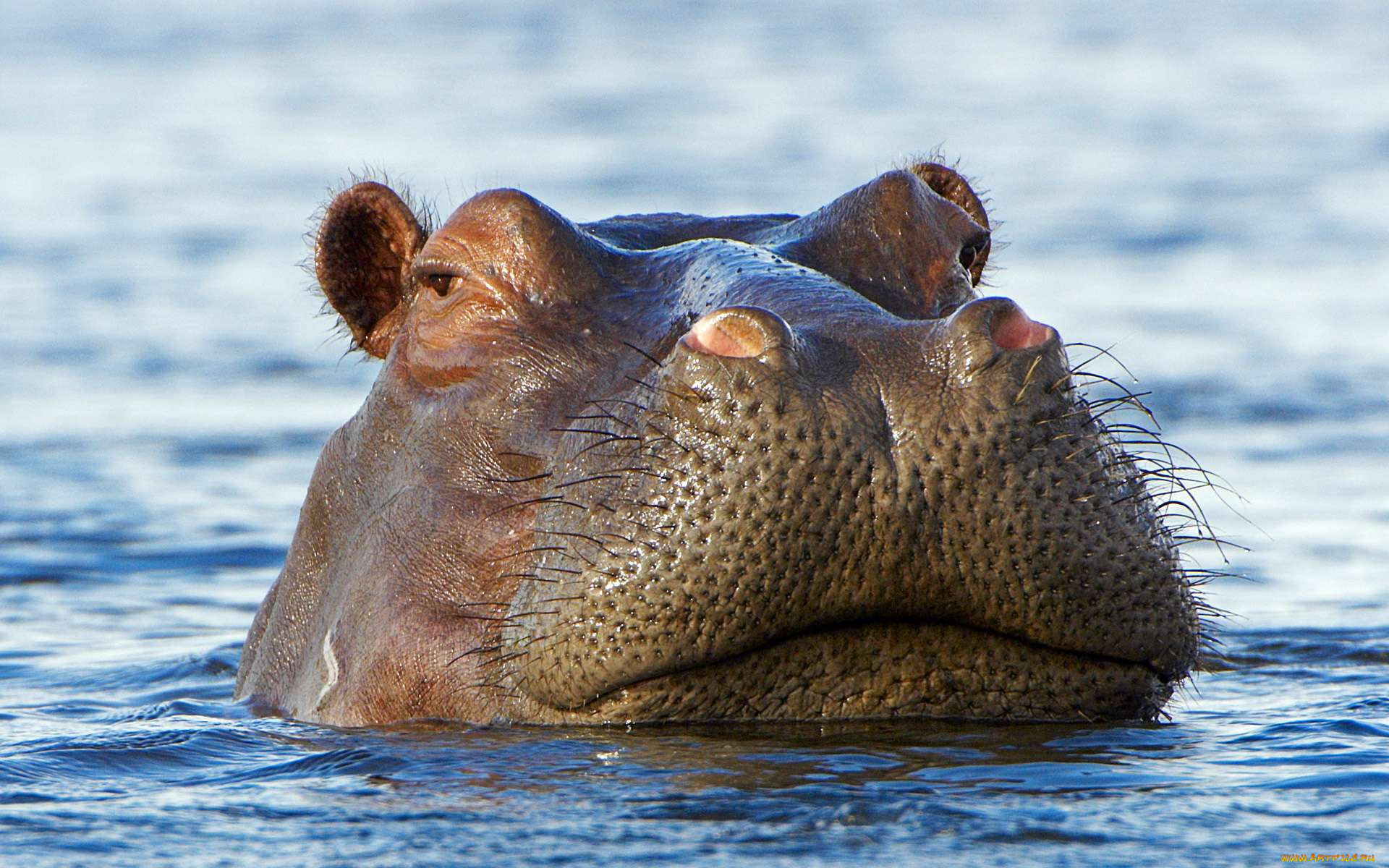 , , , hippopotamus, , , , , , 